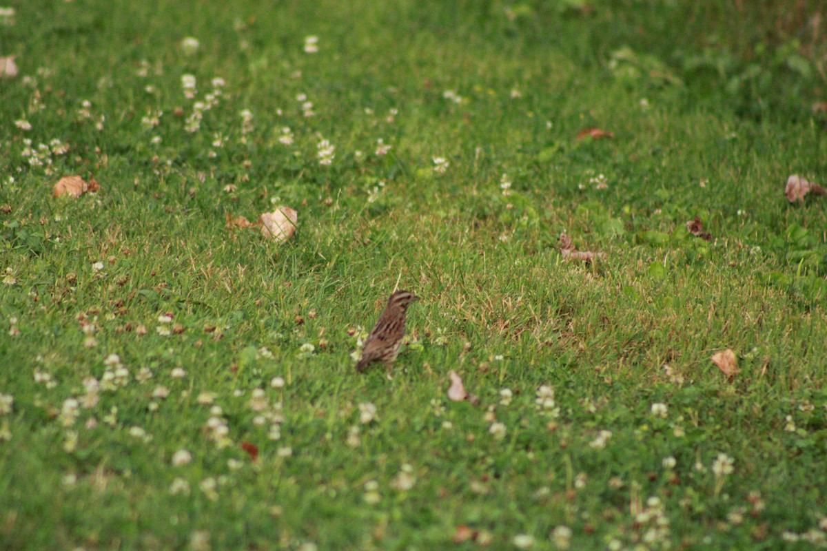 Song Sparrow - ML620673377