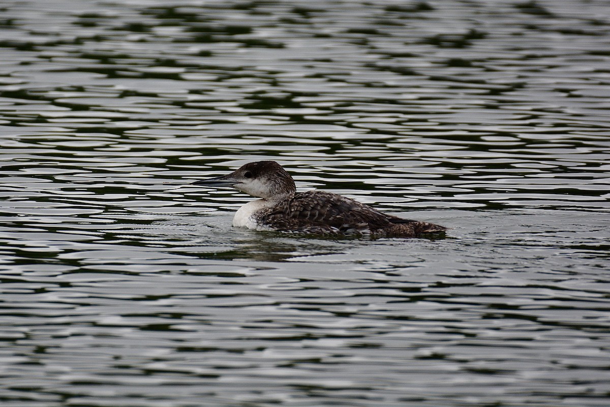 Common Loon - Gregory Pavelka