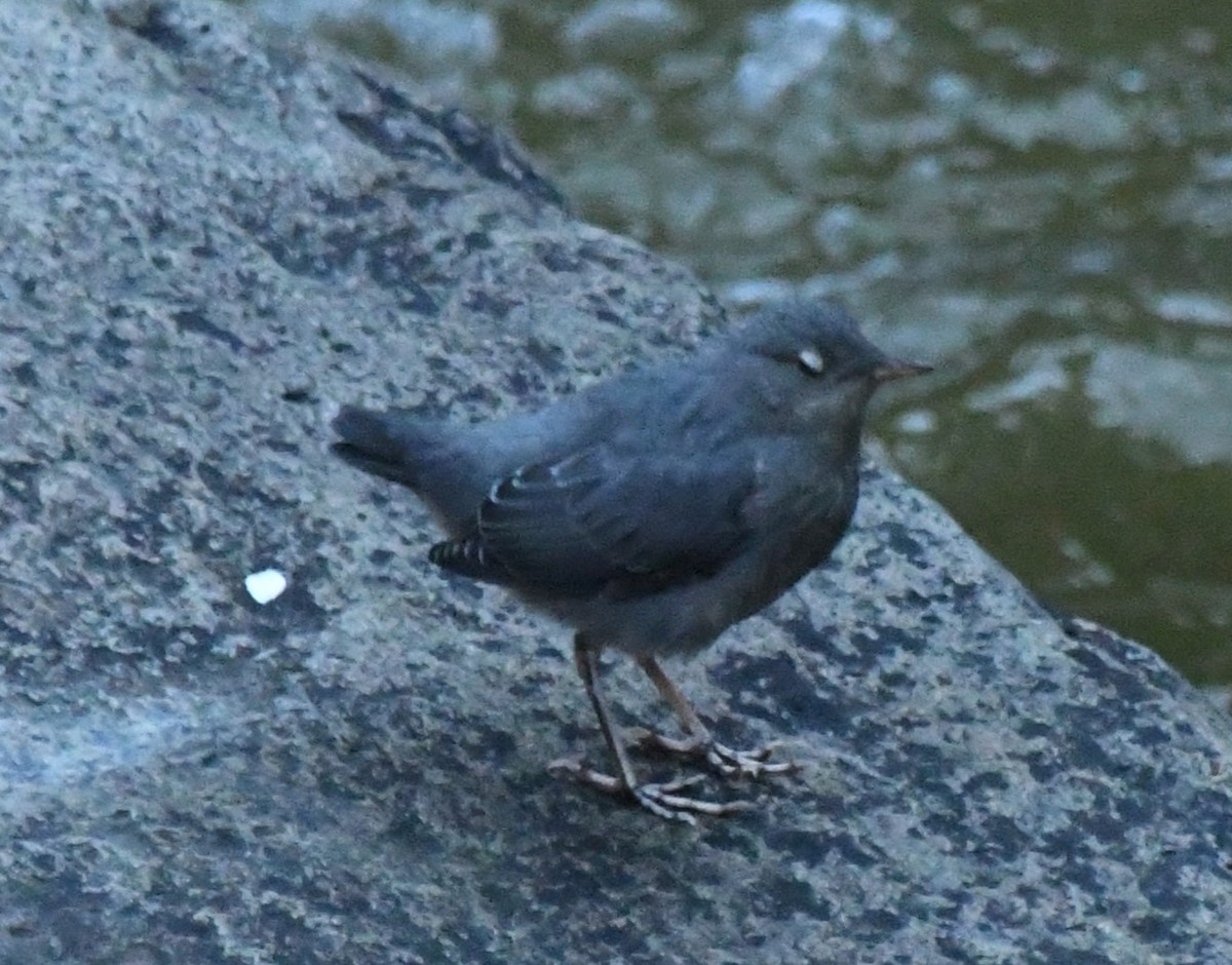 American Dipper - ML620673380