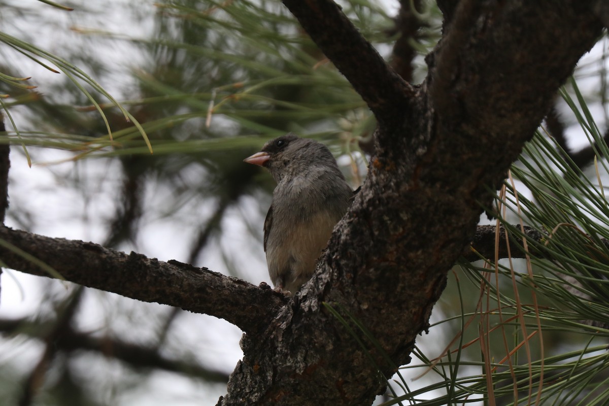 Dark-eyed Junco - ML620673381