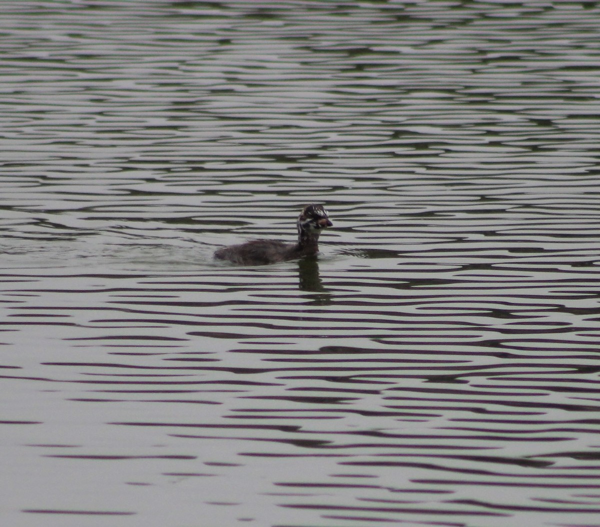 Pied-billed Grebe - ML620673382