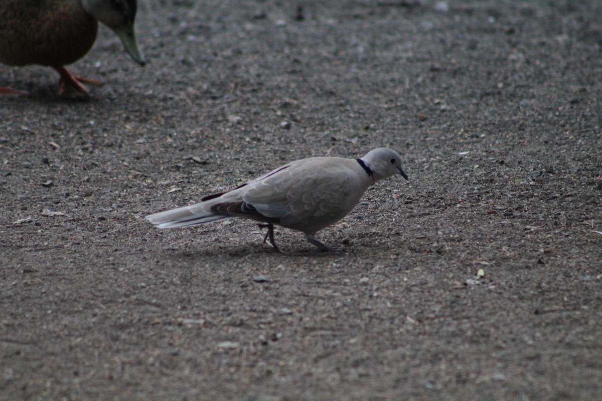 Eurasian Collared-Dove - ML620673383