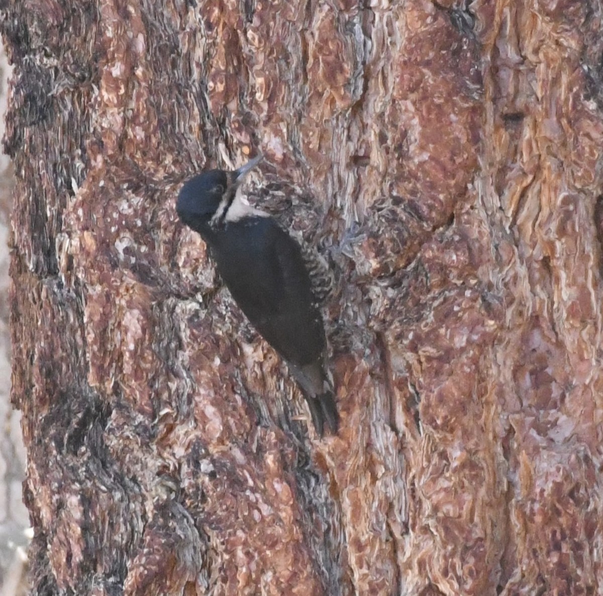 Black-backed Woodpecker - ML620673386