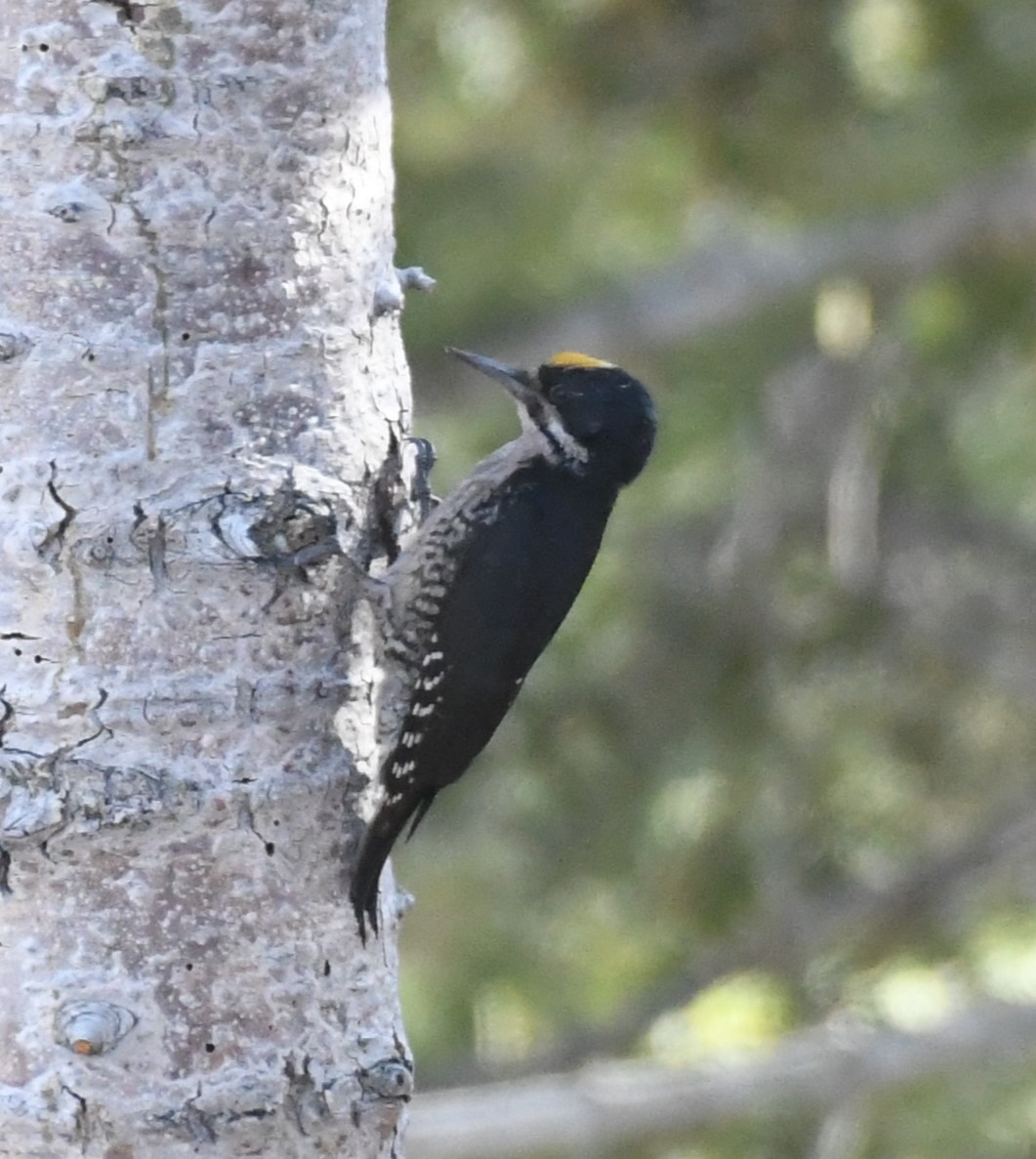 Black-backed Woodpecker - ML620673388