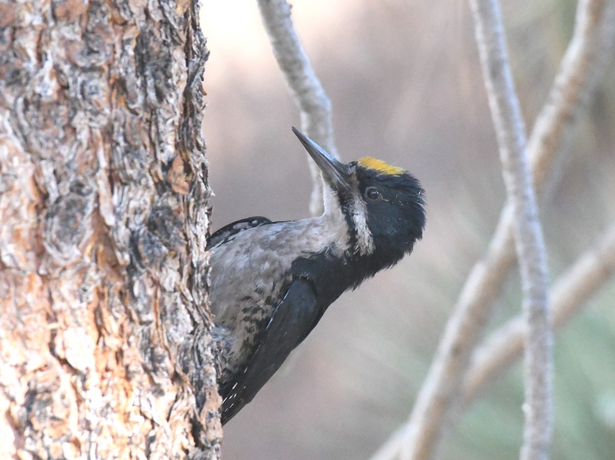 Black-backed Woodpecker - ML620673391