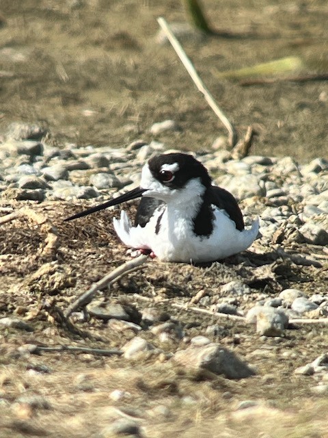 Black-necked Stilt - ML620673405