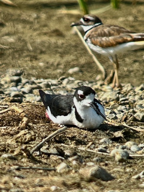 Schwarznacken-Stelzenläufer - ML620673406