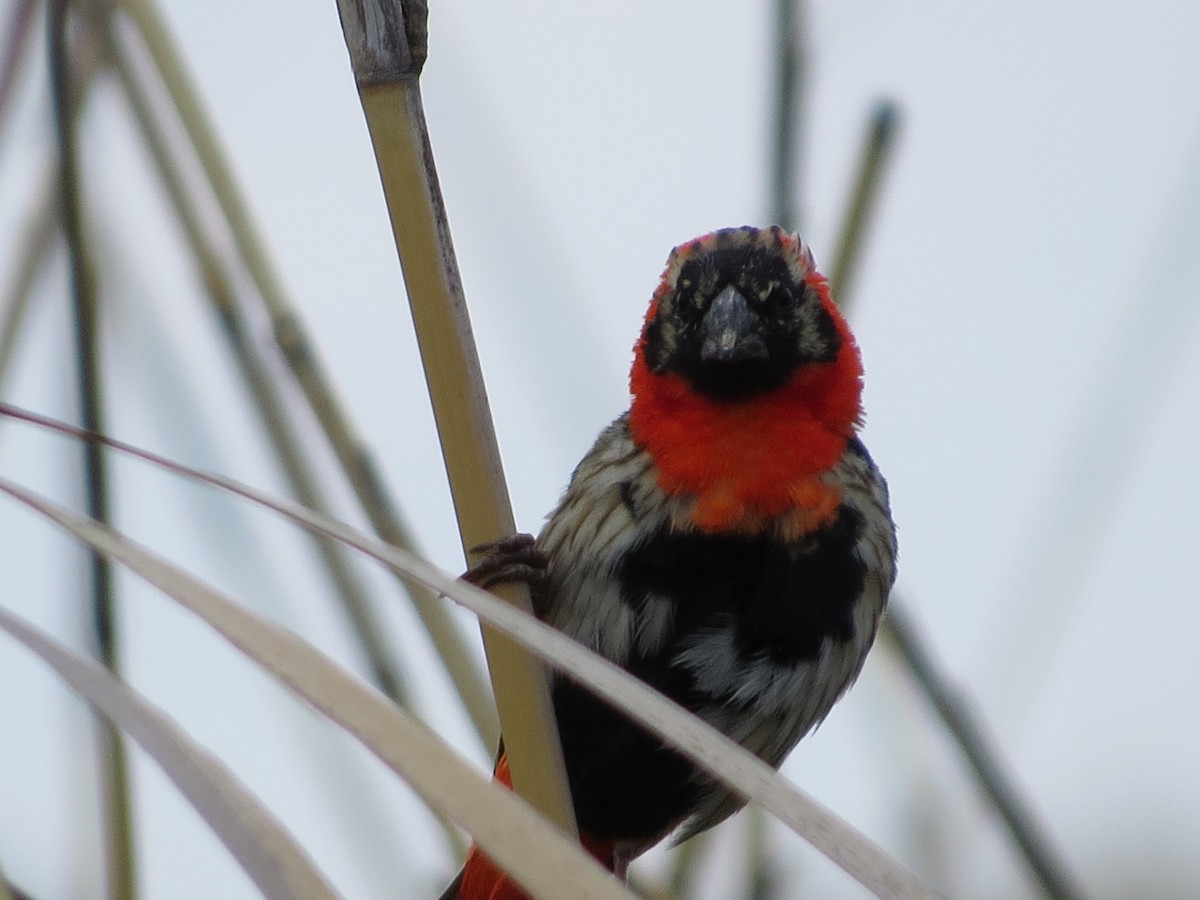 Southern Red Bishop - ML620673412