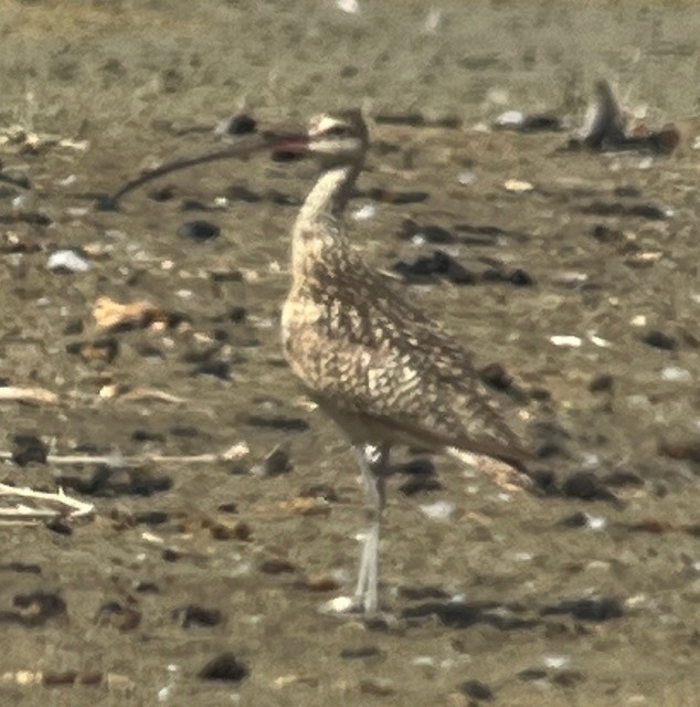 Long-billed Curlew - ML620673413