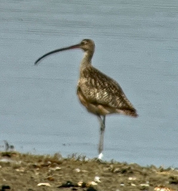 Long-billed Curlew - ML620673414