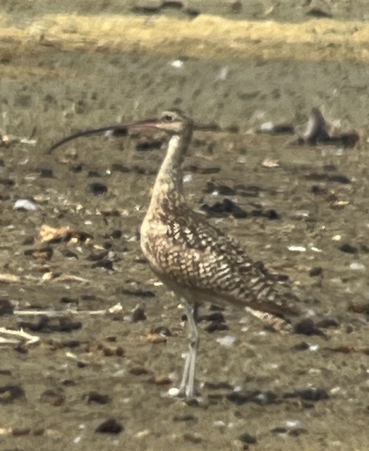 Long-billed Curlew - ML620673415