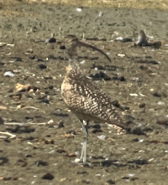 Long-billed Curlew - ML620673418