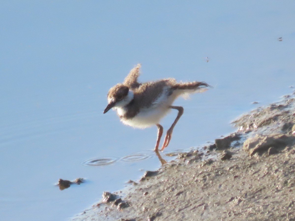 Killdeer - ML620673420