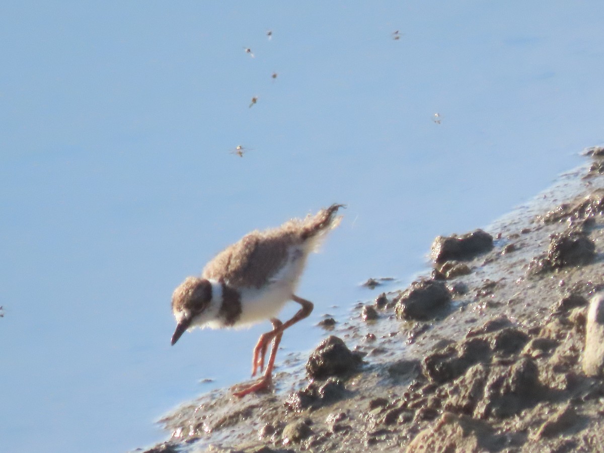 Killdeer - Nancy Salem