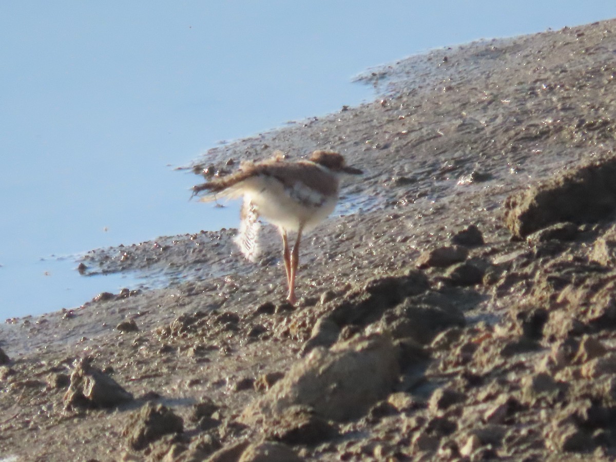 Killdeer - ML620673422