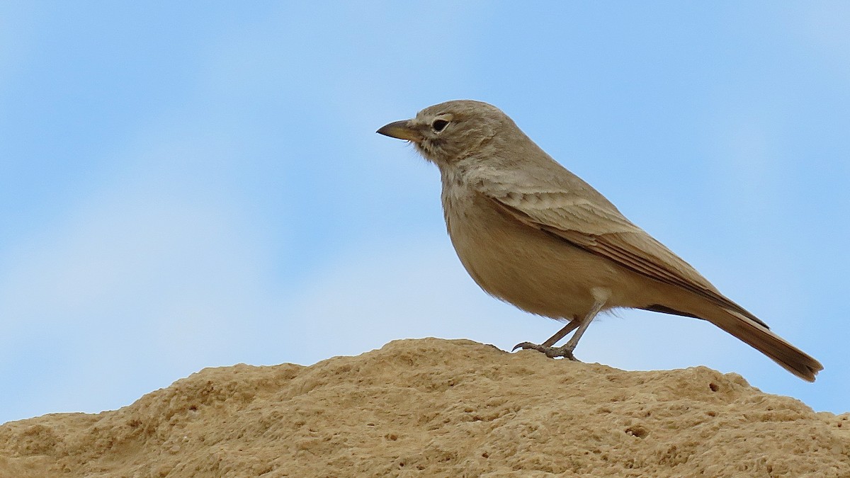 Desert Lark - ML620673423