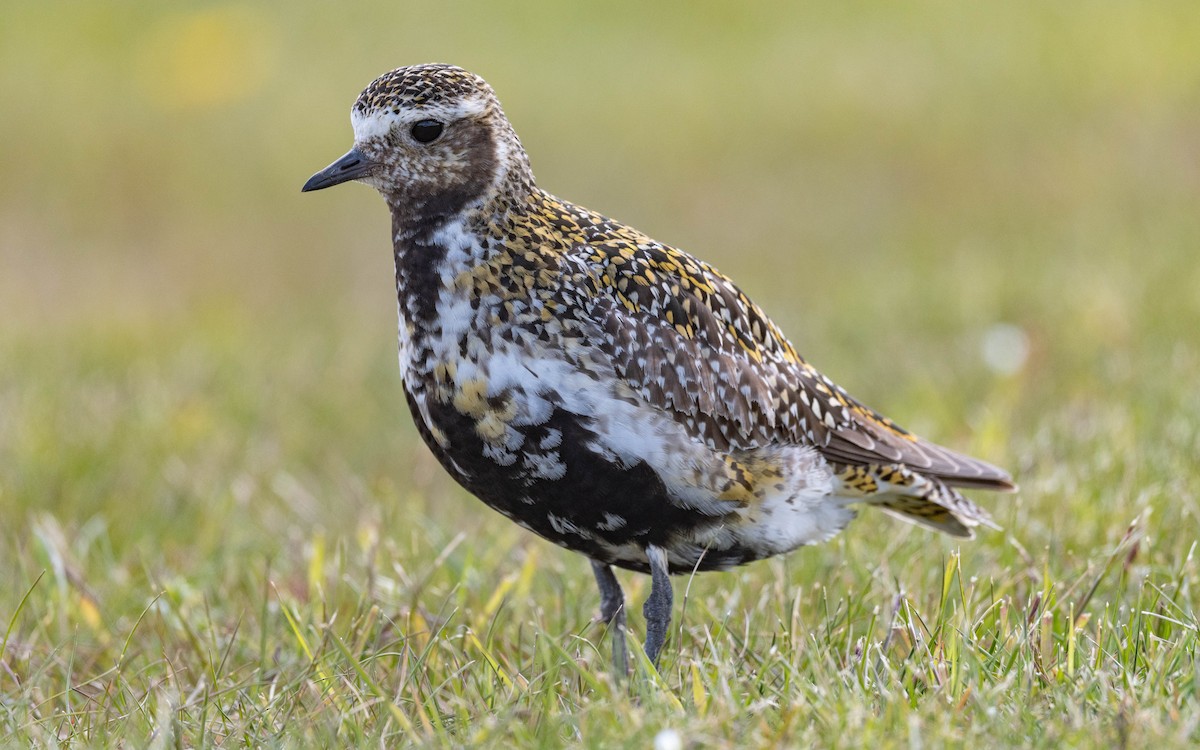 European Golden-Plover - ML620673425