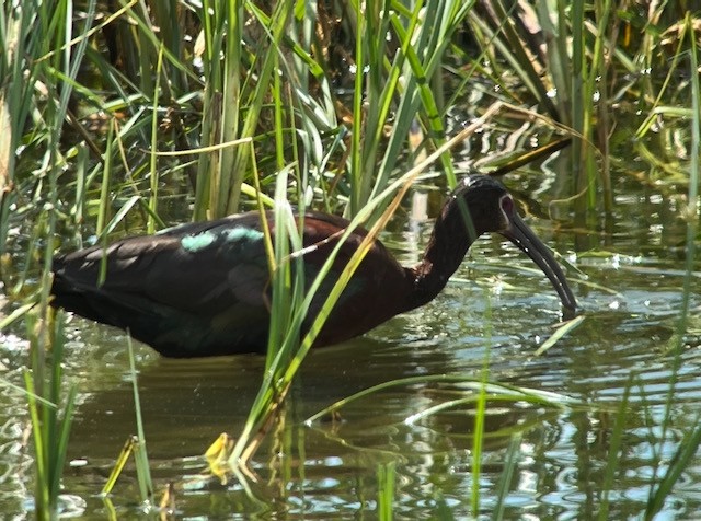 Ibis à face blanche - ML620673432