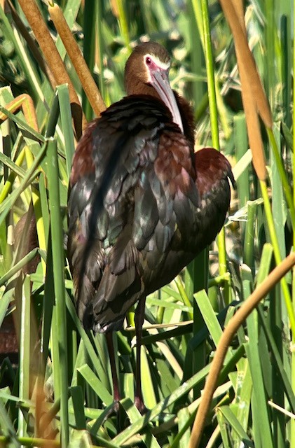 White-faced Ibis - ML620673433