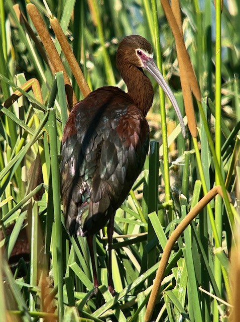 White-faced Ibis - ML620673434