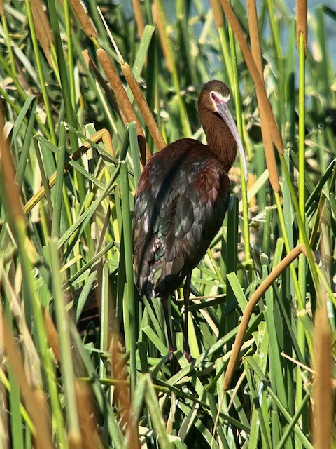 White-faced Ibis - ML620673435