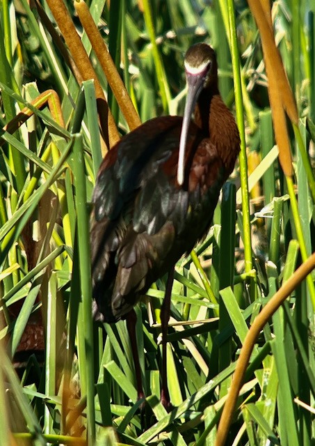 Ibis à face blanche - ML620673436