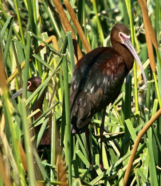 Ibis à face blanche - ML620673437