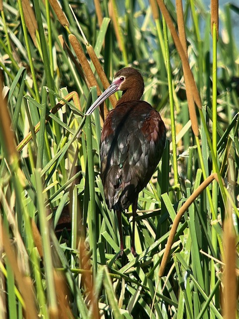 White-faced Ibis - ML620673438