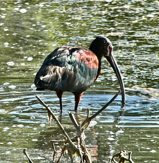 Ibis à face blanche - ML620673439