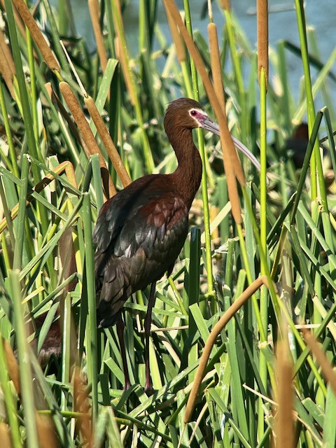 White-faced Ibis - ML620673440