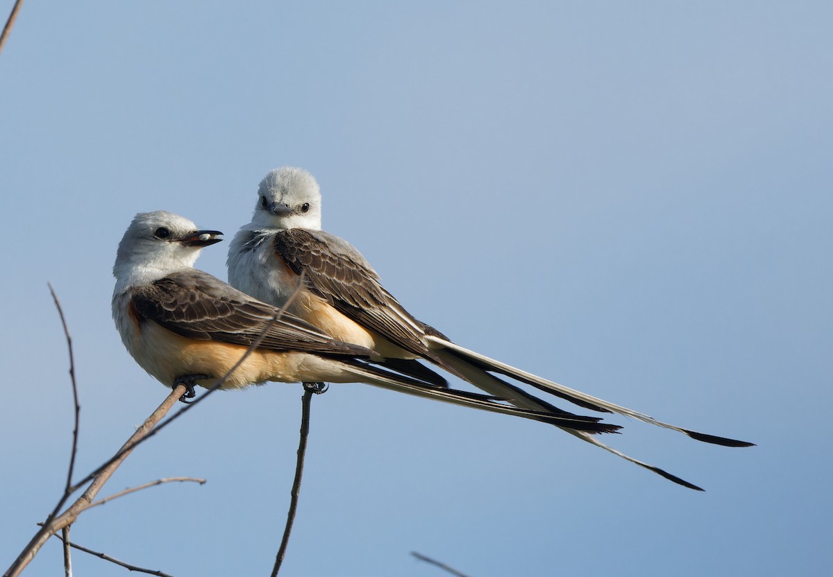 Scissor-tailed Flycatcher - ML620673443