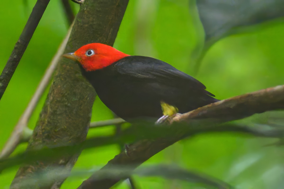 Red-capped Manakin - ML620673451