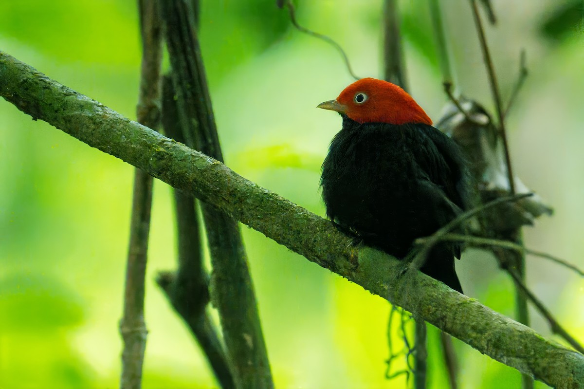 Red-capped Manakin - ML620673452