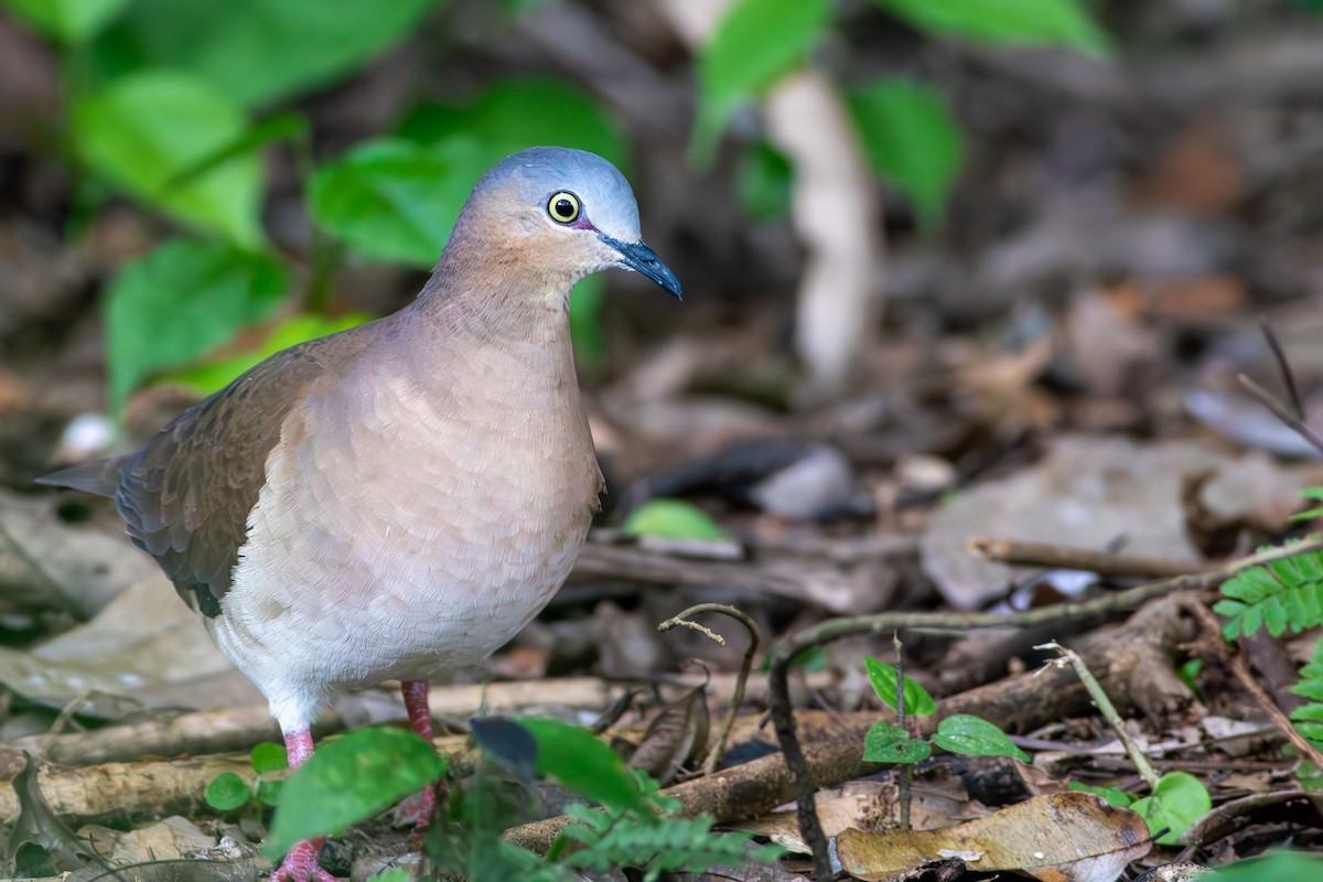 Gray-headed Dove - ML620673453