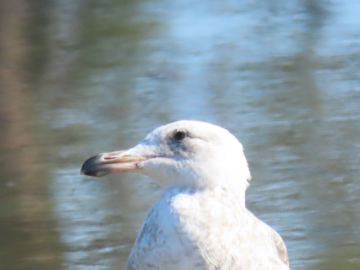 Western Gull - ML620673455