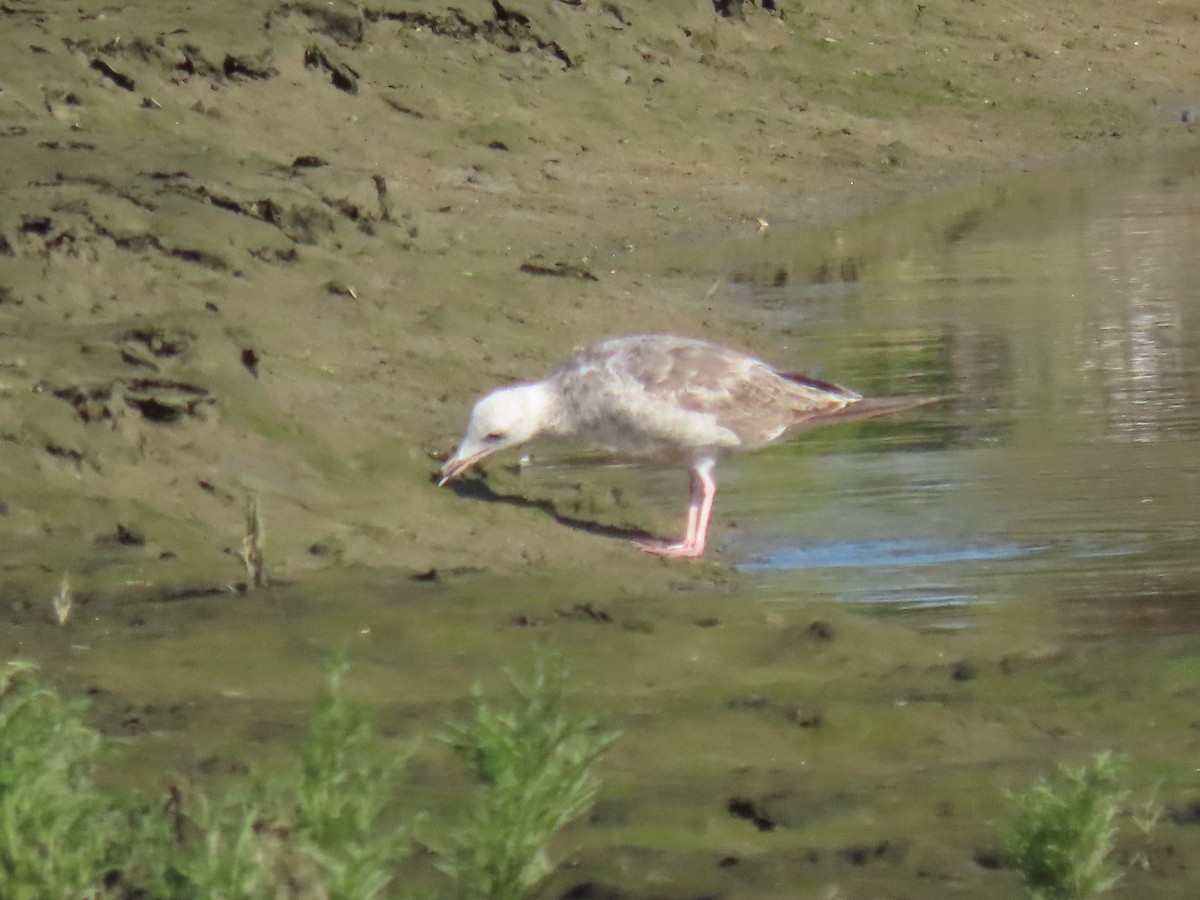 Western Gull - ML620673456