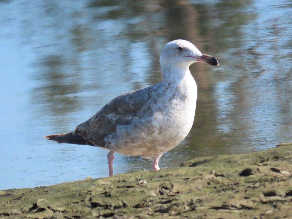 Goéland d'Audubon - ML620673457