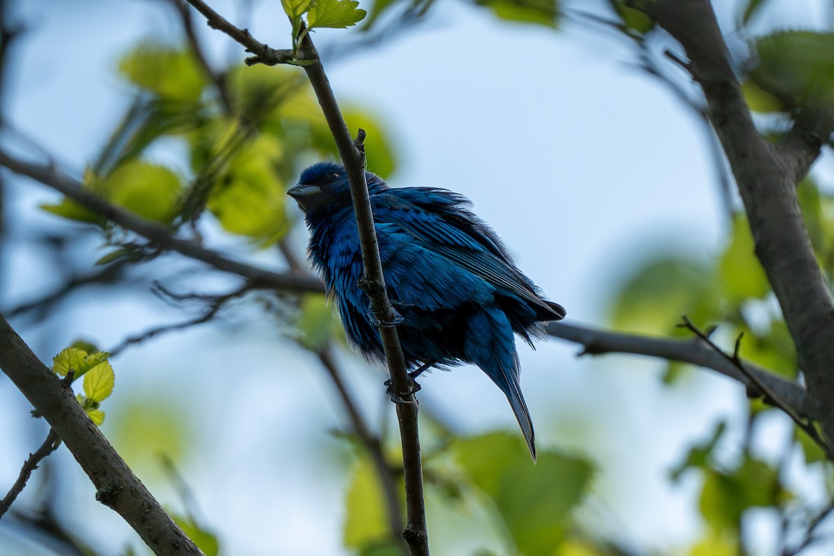 Indigo Bunting - ML620673459