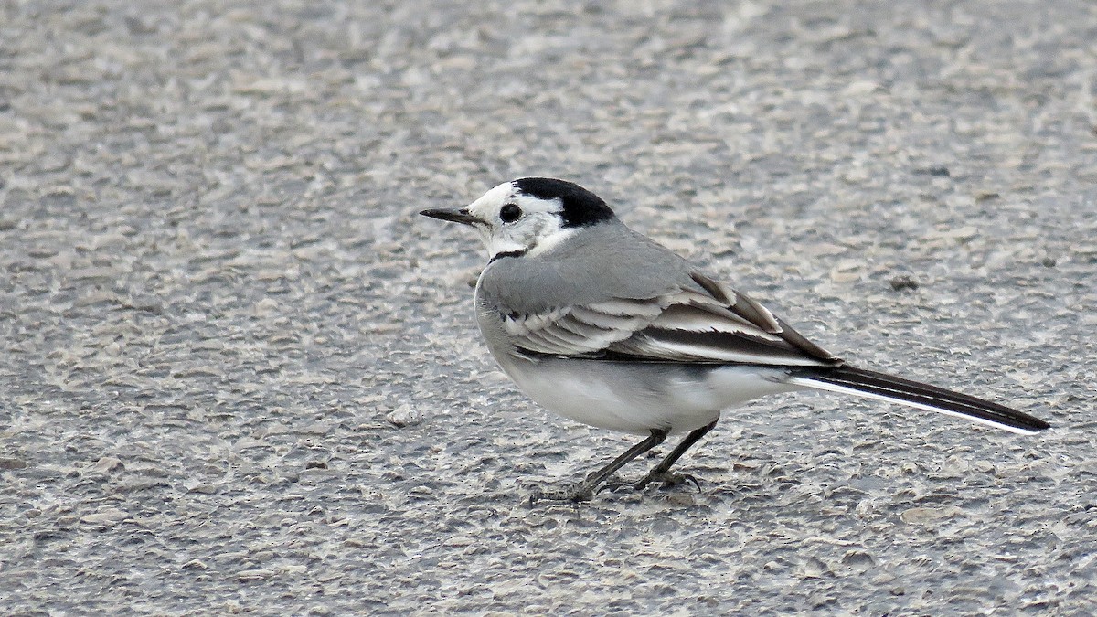 White Wagtail - ML620673460