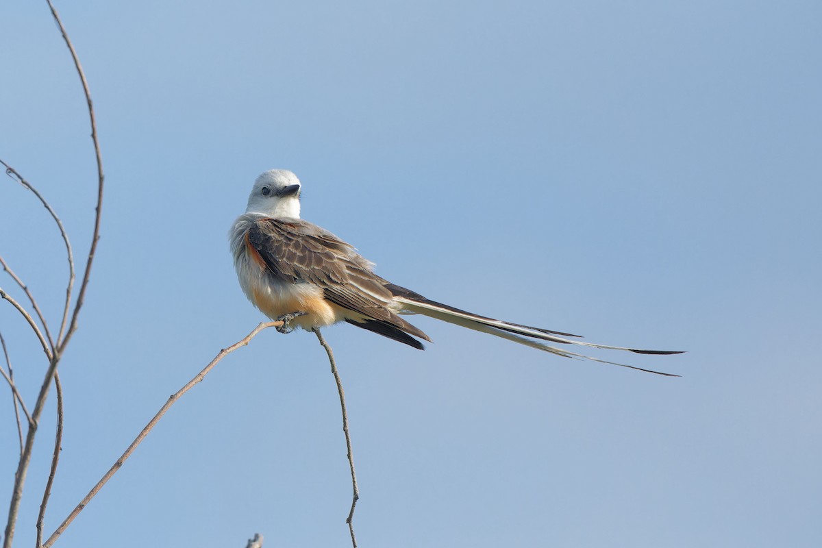 Scissor-tailed Flycatcher - ML620673461