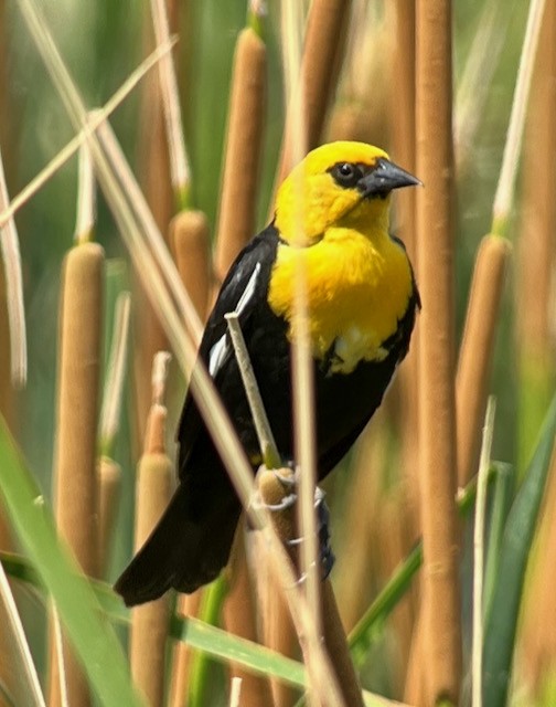 Yellow-headed Blackbird - ML620673463