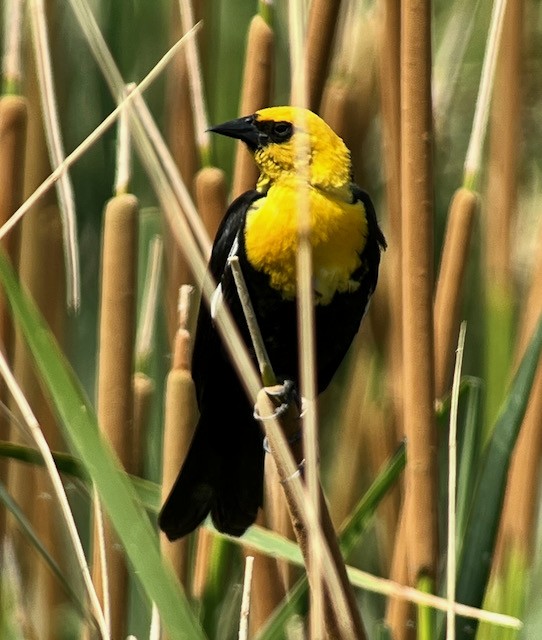 Yellow-headed Blackbird - ML620673464