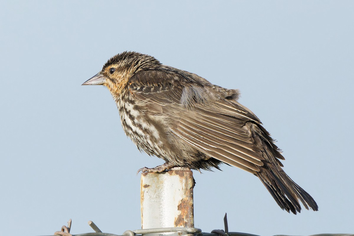 Red-winged Blackbird - ML620673467