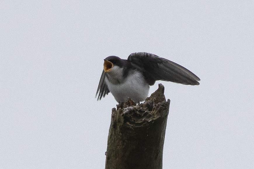 Tree Swallow - ML620673469