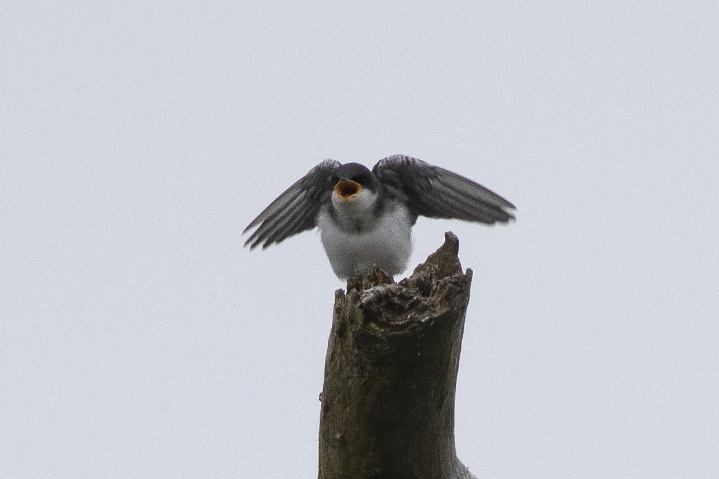 Tree Swallow - Martin Wall