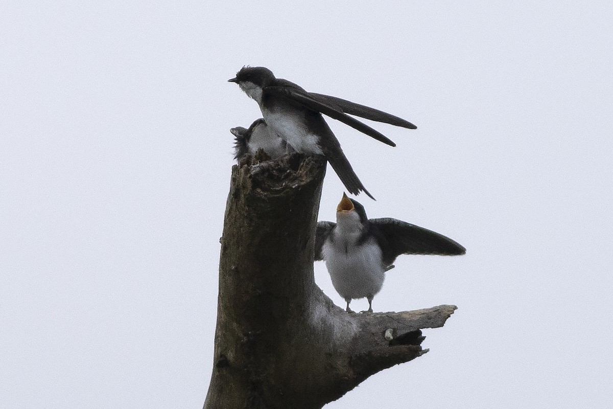 Tree Swallow - ML620673472