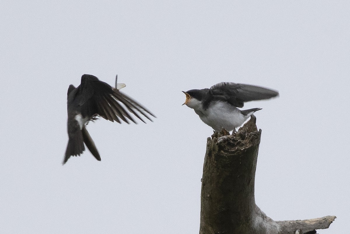 Tree Swallow - ML620673474