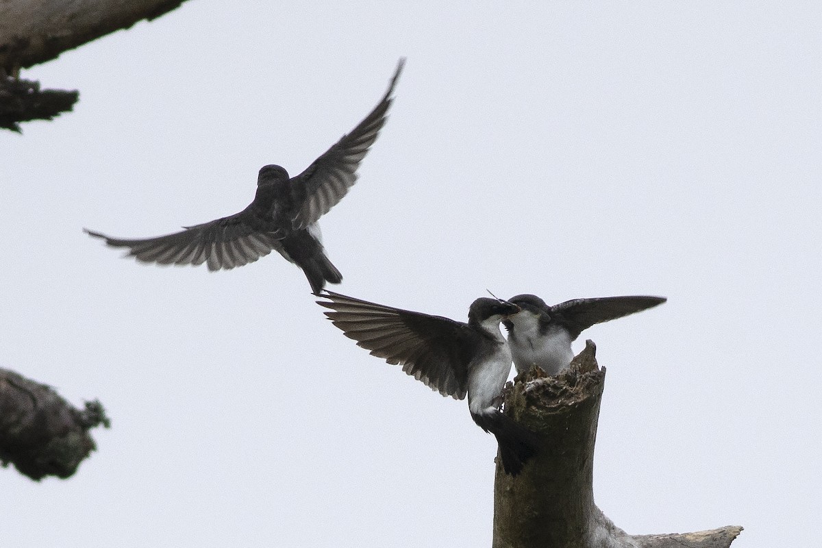 Tree Swallow - ML620673475