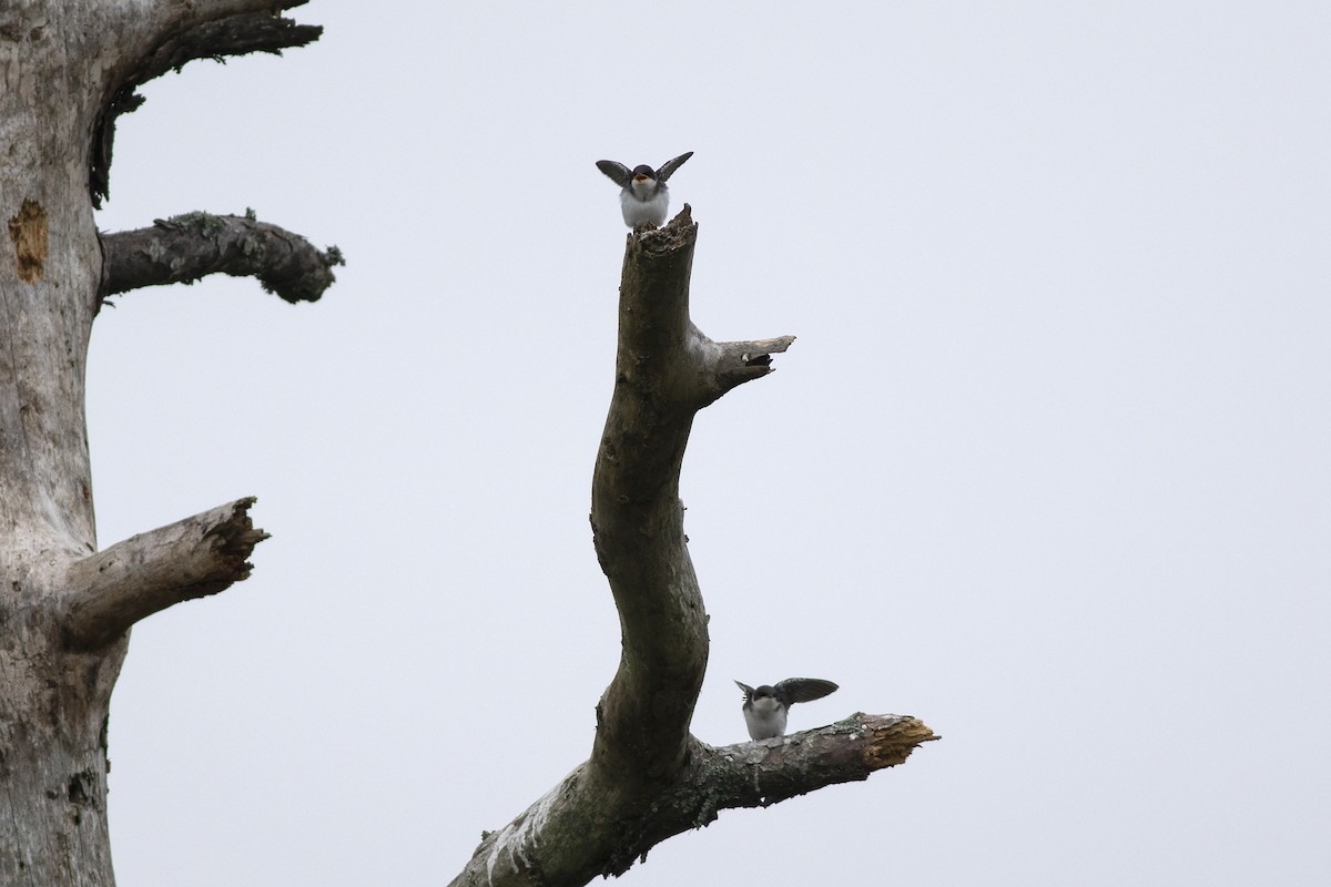 Tree Swallow - ML620673476