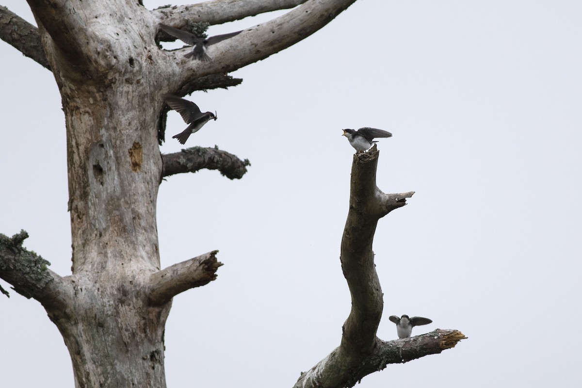 Tree Swallow - ML620673477